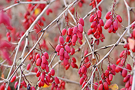 Simply Barberry (Berberis vulgaris), Photo: Steffen Hauser/ botanikfoto Simply Barberry (Berberis vulgaris), Photo: Steffen Hauser/ botanikfoto